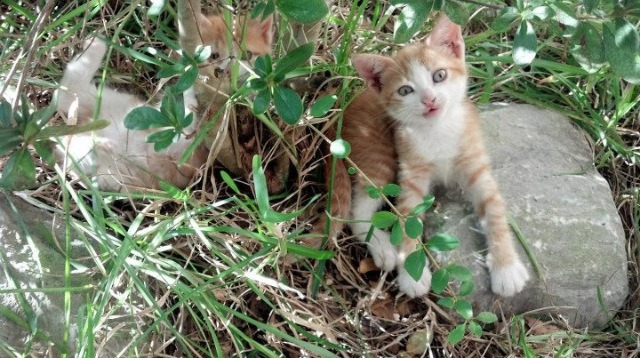 终场哨响前的关键先生，雷霆与利拉德揭示胜负的同一密码