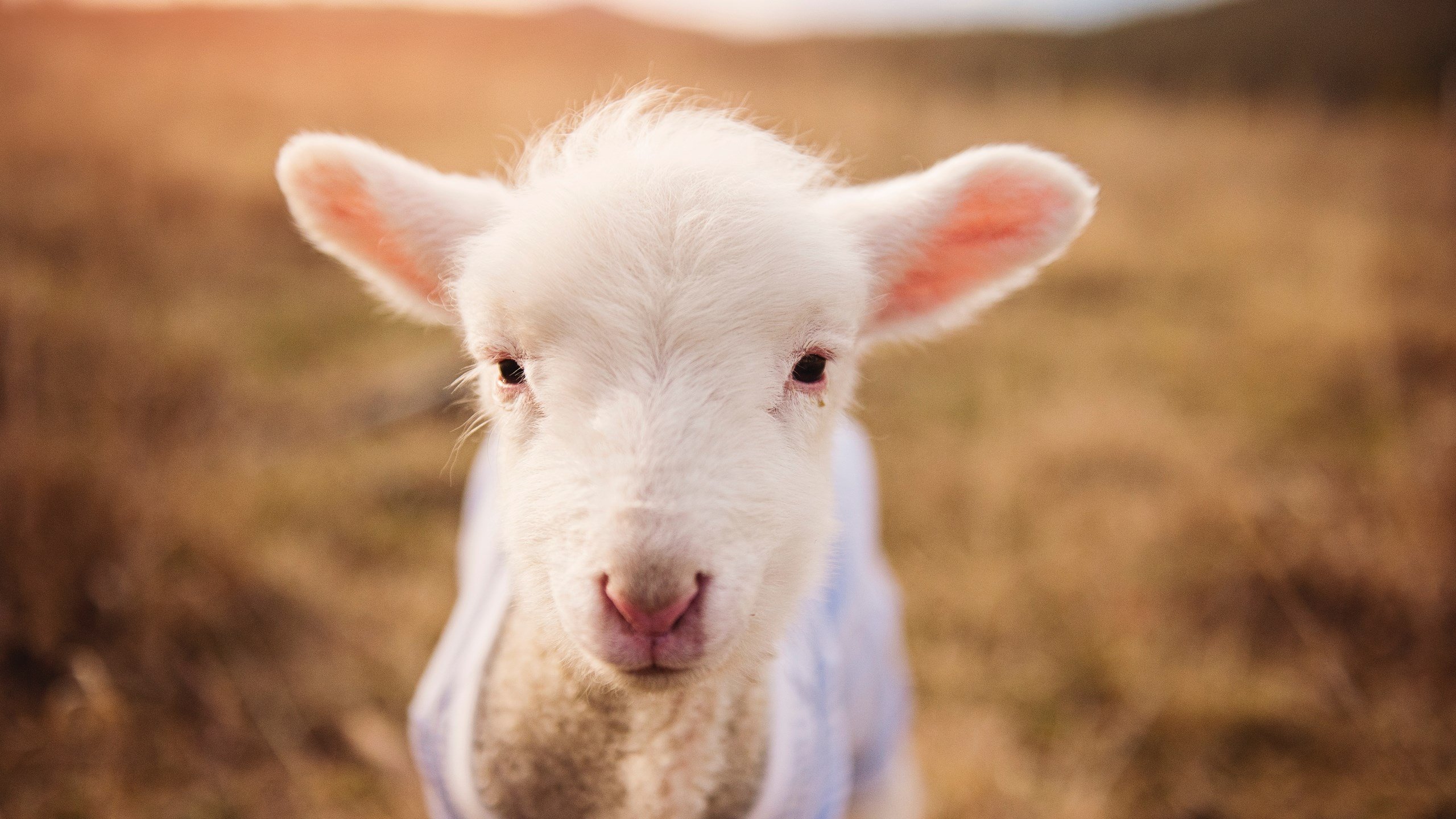 狂飙43分撕裂防线！黄蜂终结广厦连胜，马克西获封巨人杀手