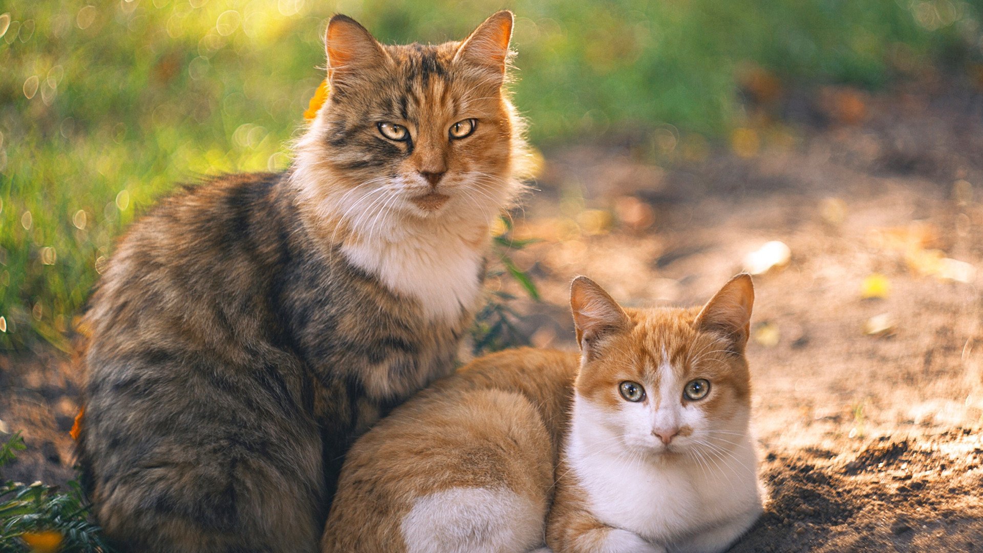 南北对抗的唯一破局者，当阿克在足球荒漠打出绿洲级数据