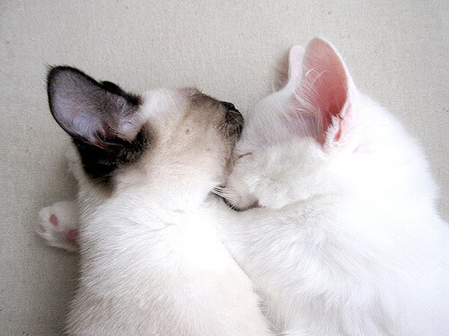 76人防线崩塌之夜，戈贝尔狂飙30+20，传统内线宣告统治回归