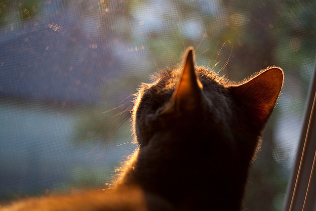 唯一交汇点，德布劳内的冠军灵魂在NBA季后赛之夜闪耀