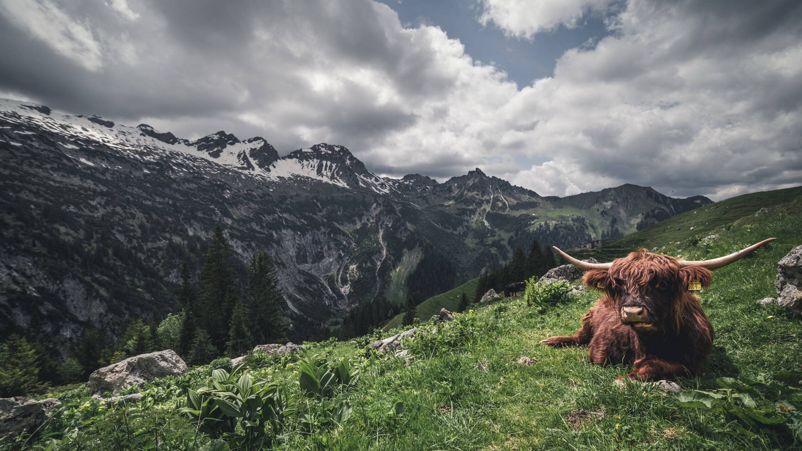 双线战争,F1收官战与南美地缘的奇异共振