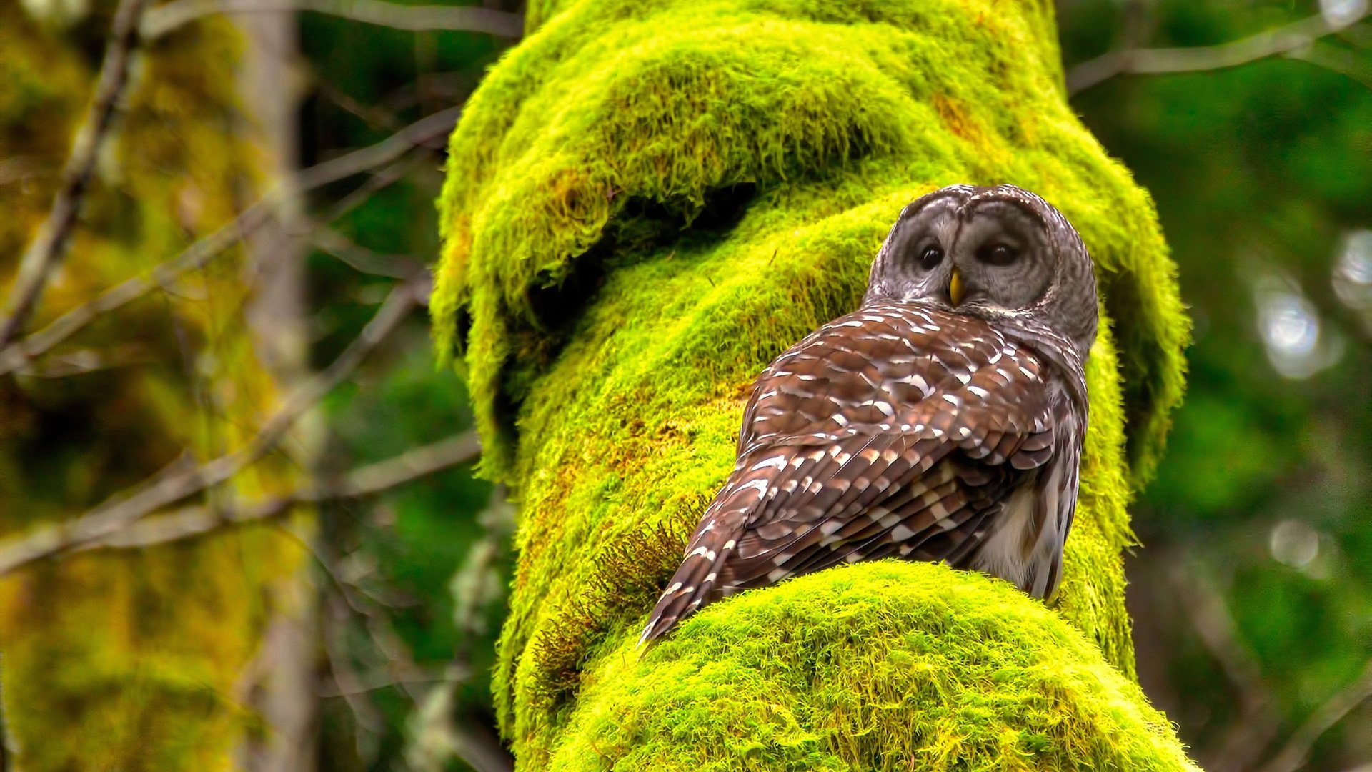 玫瑰战争新篇,翡冷翠钻石照亮都灵,北伦敦机器碾碎维京防线