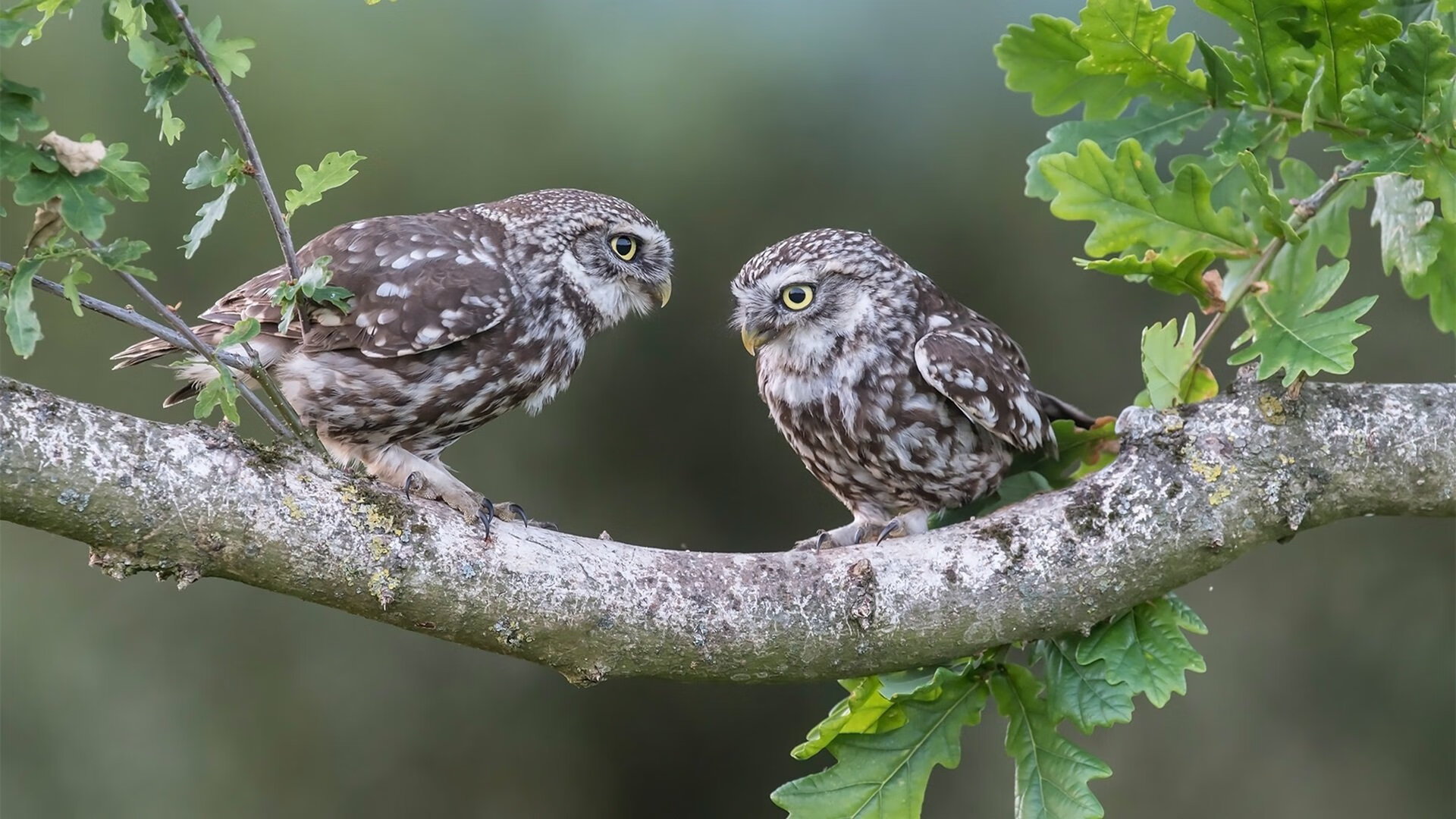 跨越重洋的篮球之火,当开拓者终结马刺王朝,克莱在德甲上演王者归来