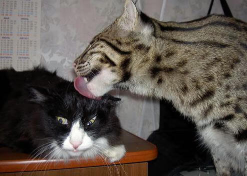 卓越无界,当约基奇遇见爵士—舞台与粉碎的艺术