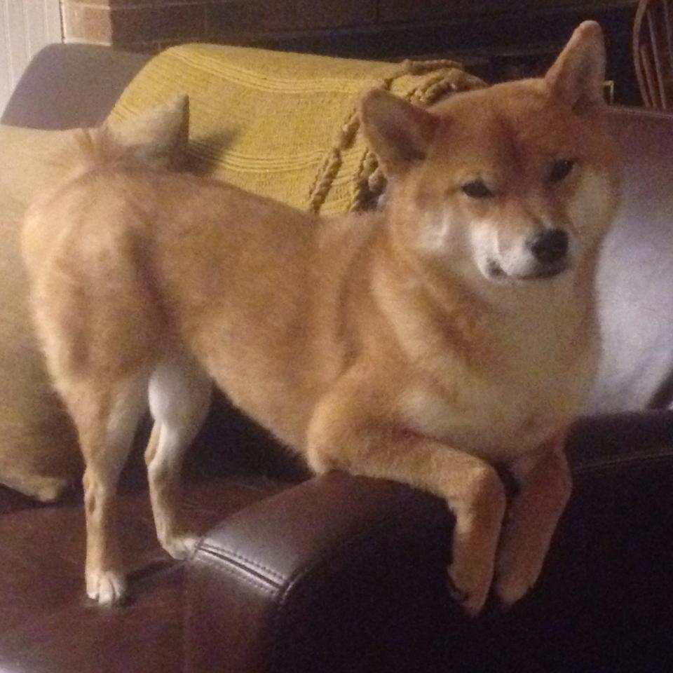 致命蜂刺,武切维奇在最后五秒的逆转史诗