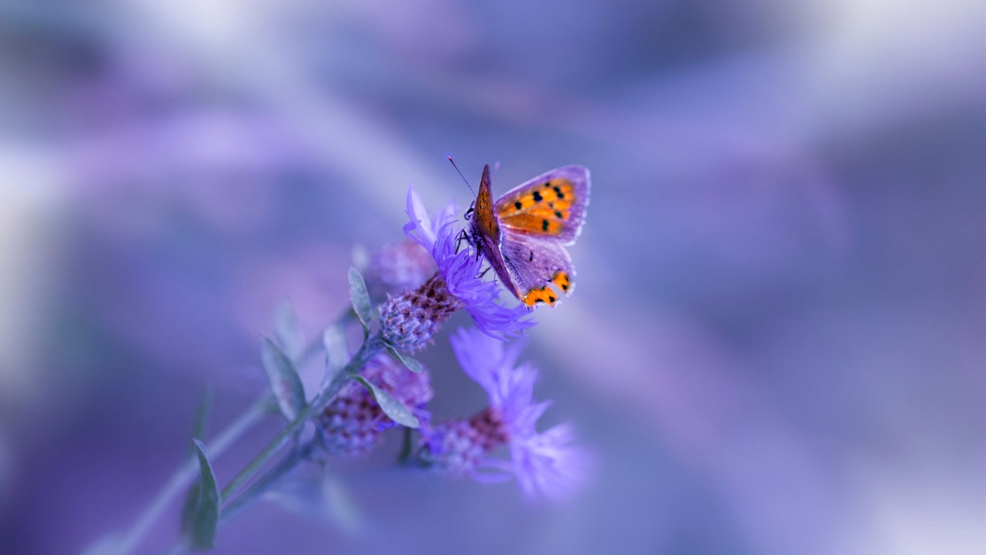 唯一之战，当山西猛龙遭遇布鲁克林篮网，福克斯在东方主场证明何为关键先生