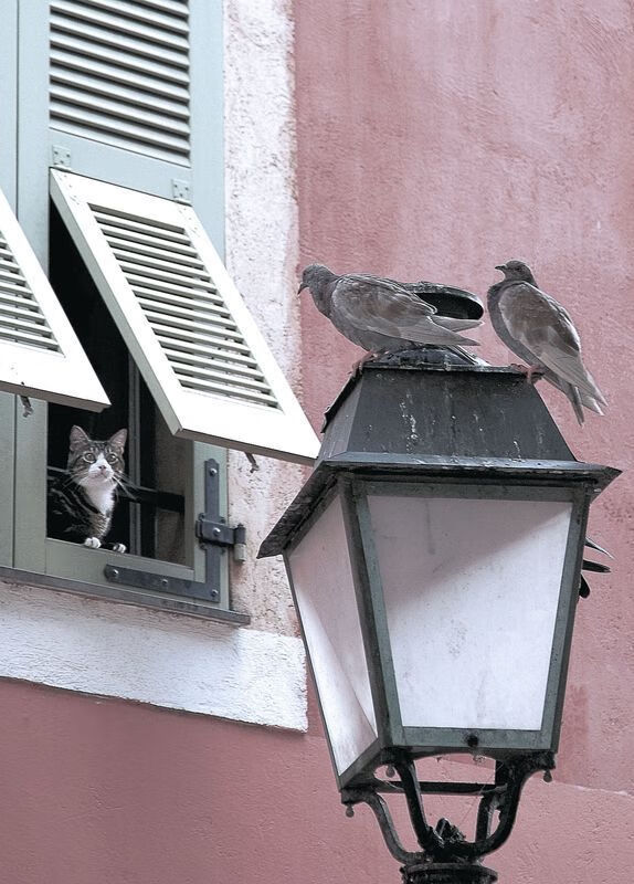 虚拟荣耀与真实回响，当浙江队淘汰灰熊，德罗赞的芝加哥之夜如何被中国声音点燃？