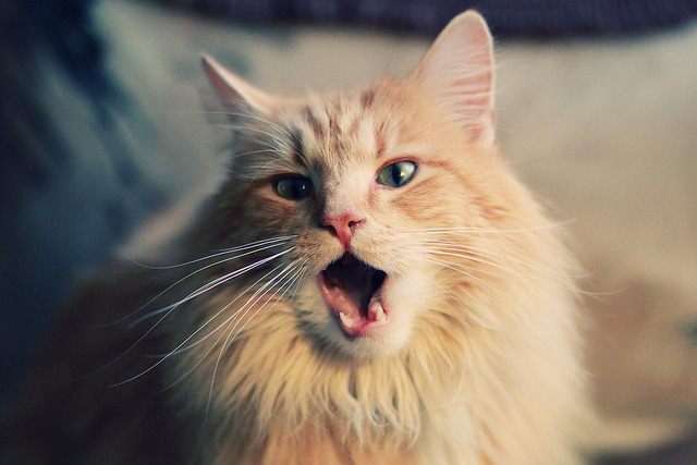 爵士乐掌控迈阿密，当节奏成为武器，拉文演奏终章