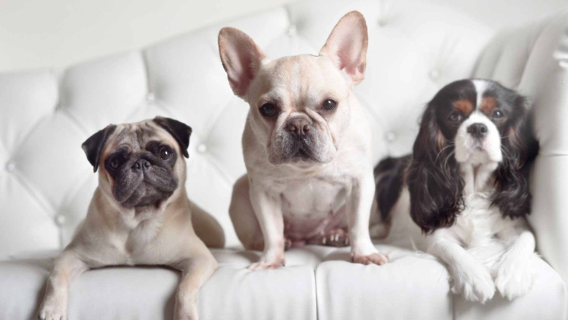 纽约版世界杯,布伦森麦迪逊花园之夜上演末节绝杀