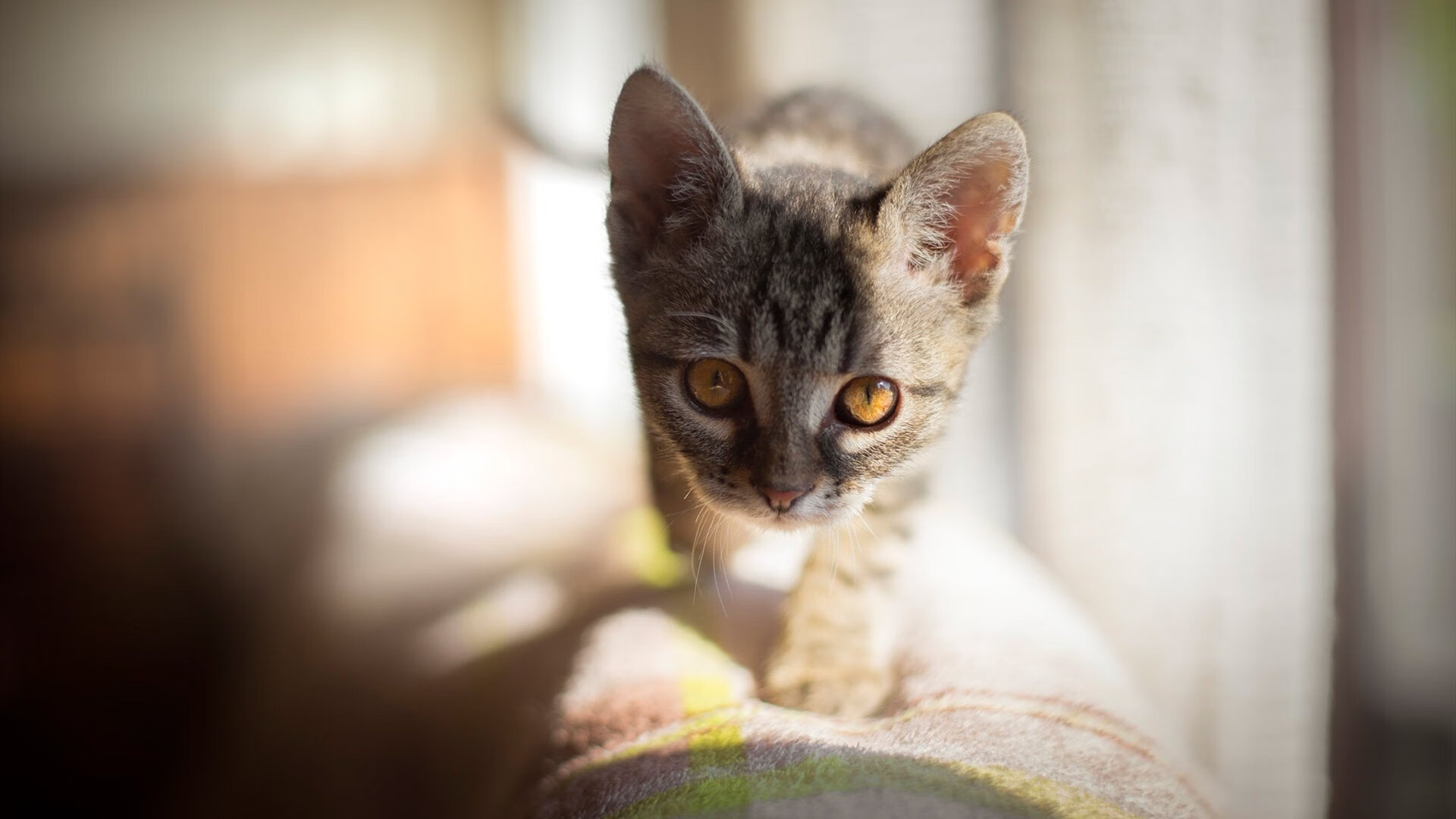 烽火三月，当F1的金属咆哮，遇见拉齐奥的蓝色绝杀