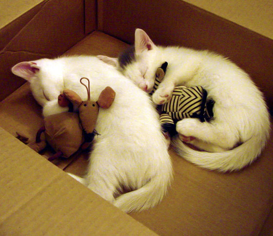 无名小卒的逆袭之夜，马克西如何单枪匹马撕碎快船防线