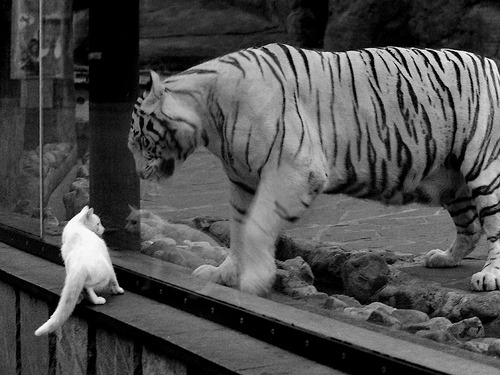 制胜不只在最后三秒，文班亚马如何用天赋和头脑重写了掘金对阵灰熊的剧本