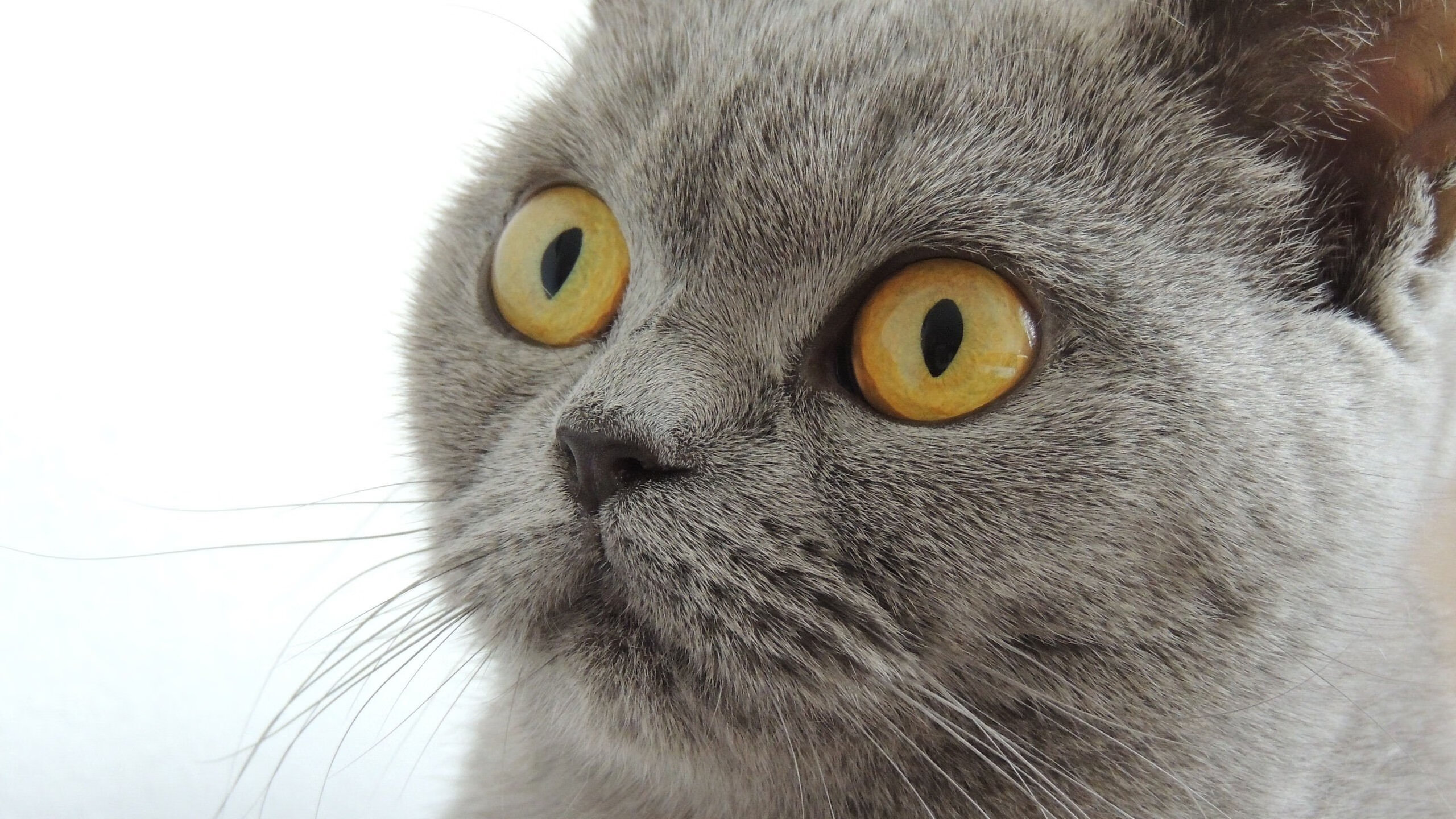 北欧寒夜，天使之翼划破冰封宿命—迪马利亚终场绝杀定乾坤