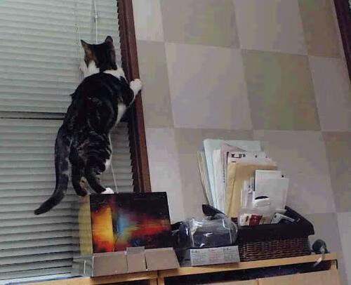 竞技场永不落幕，卡拉斯科的孤胆与帝国暗影的逆袭