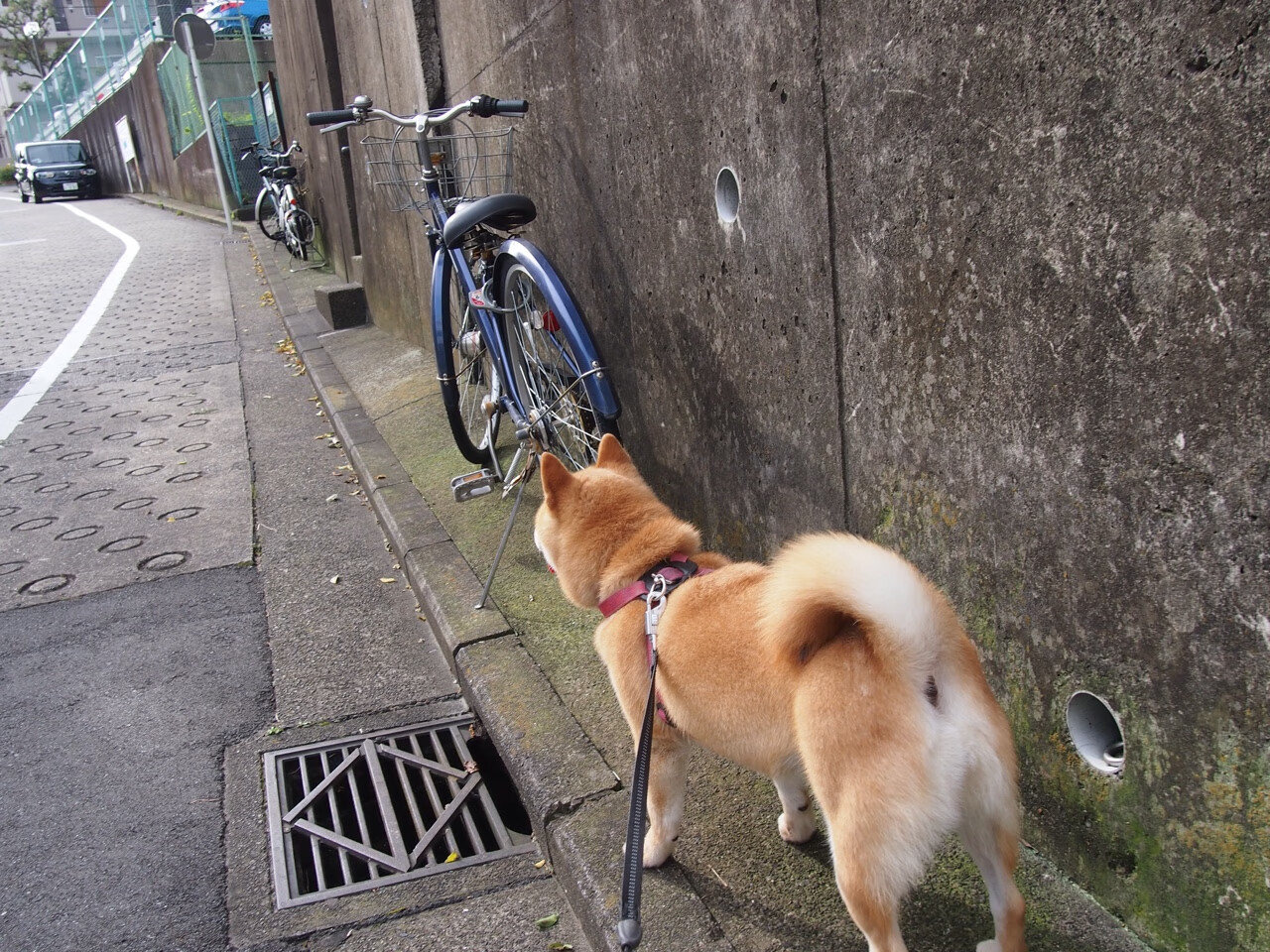 范弗利特按下计算键，灰熊让奇才提前退场—当精准成为另一种暴力