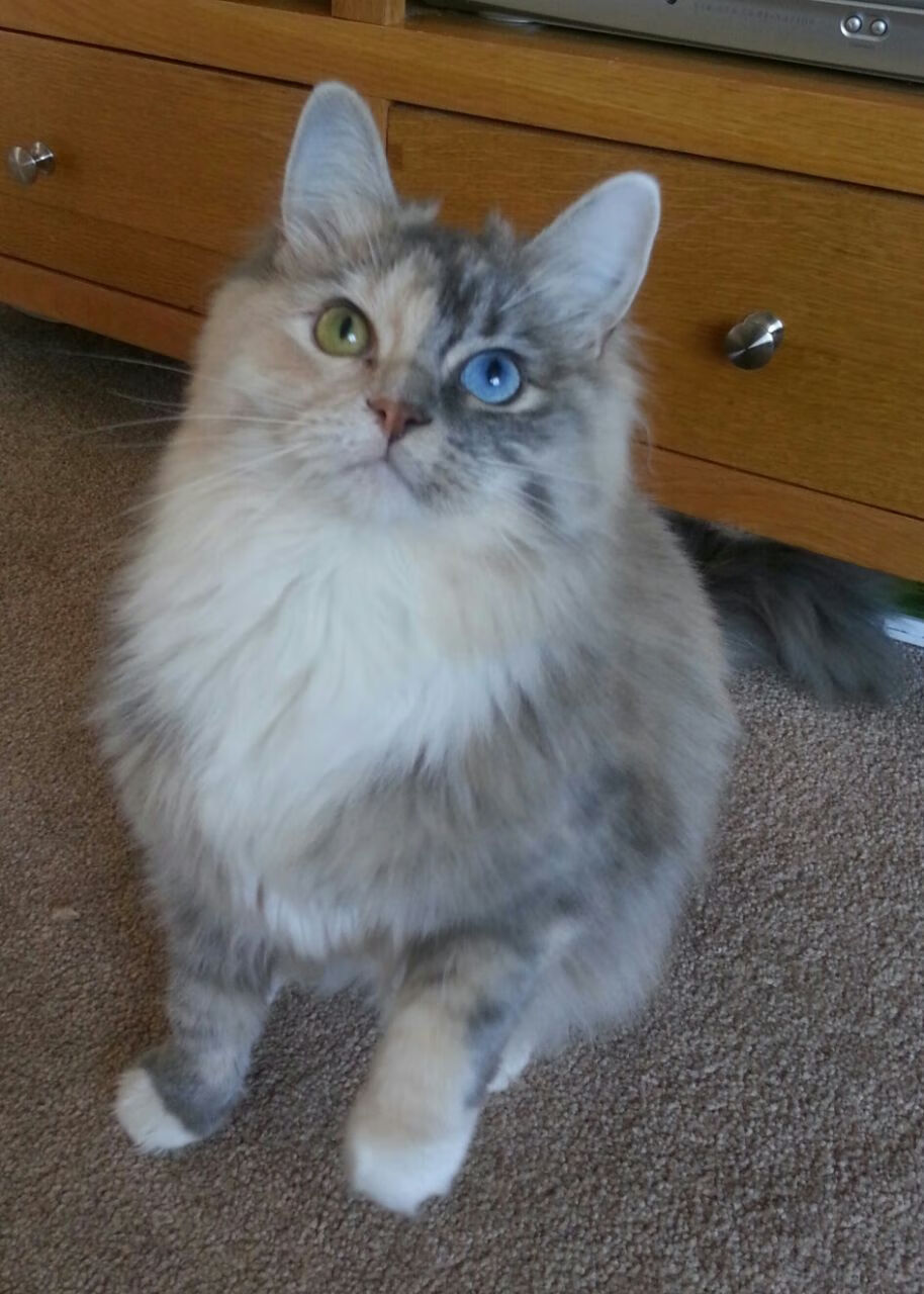 错位焦点，当广东队单节拉开雷霆—平行宇宙的NBA总决赛