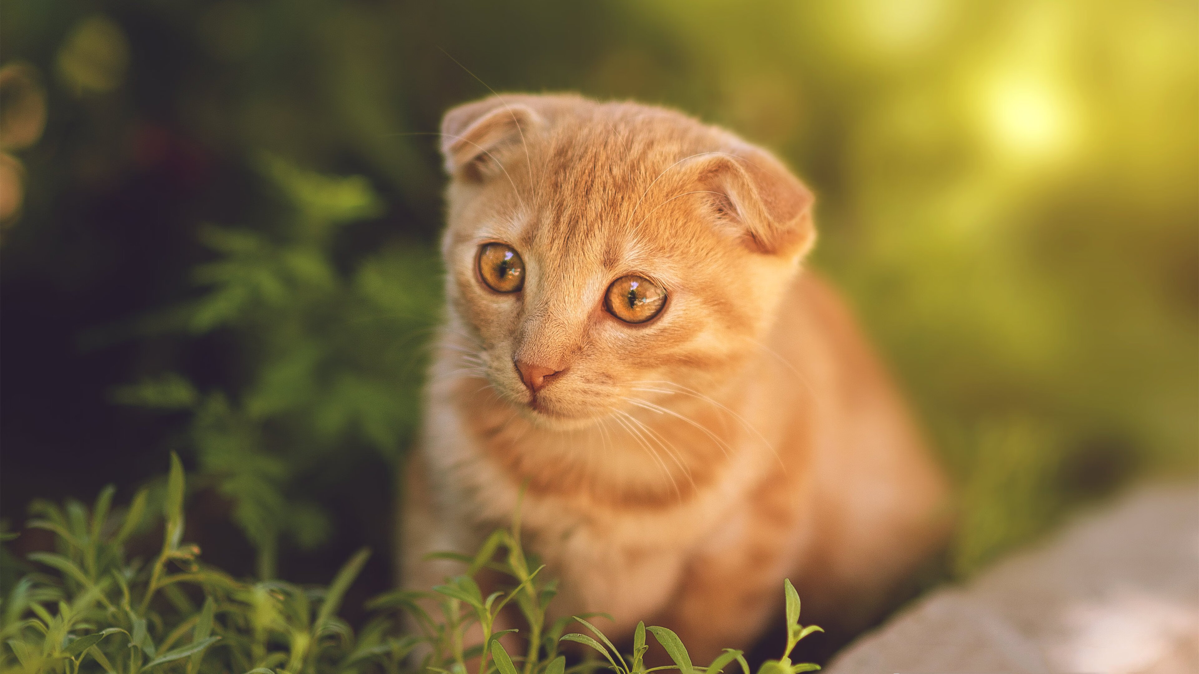 跨洋锁链，当爵士的铁血防守遇上深圳的中国速度