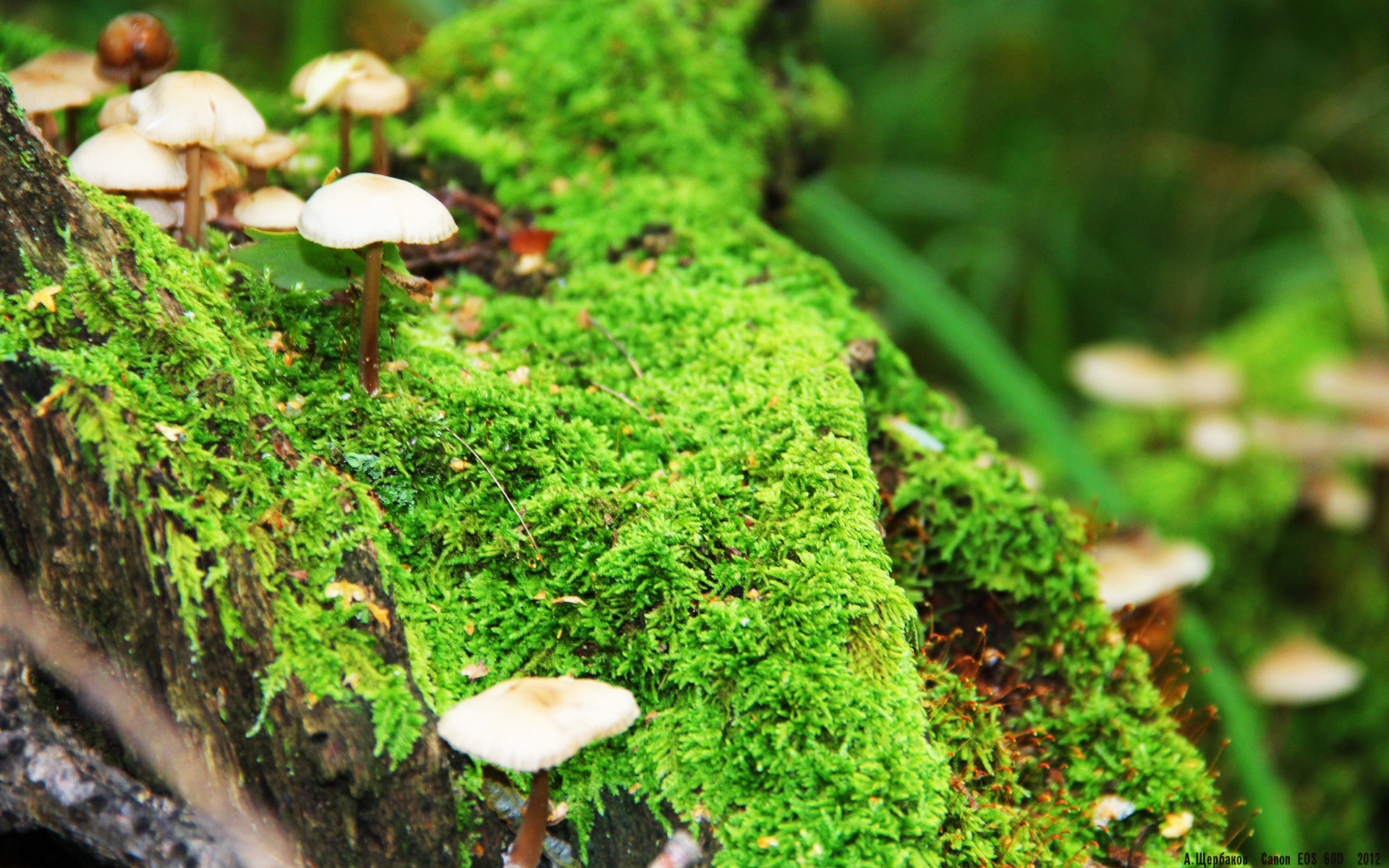 绝境之光，迪亚斯单骑叩关，欧冠之夜见证唯一的关键先生