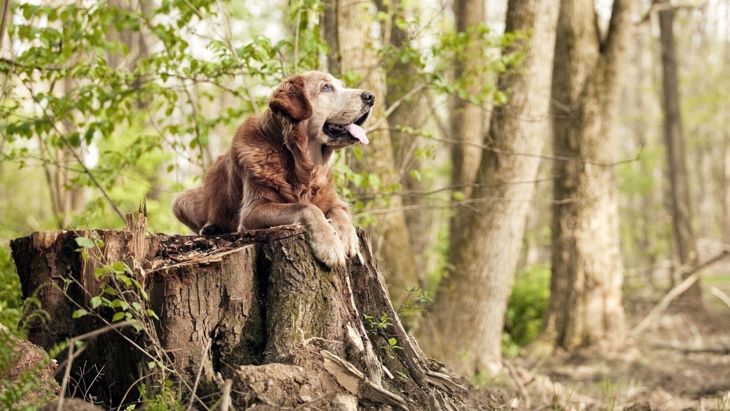雷霆之锤砸碎速度之矛，东契奇用冷血终杀诠释节奏终极掌控